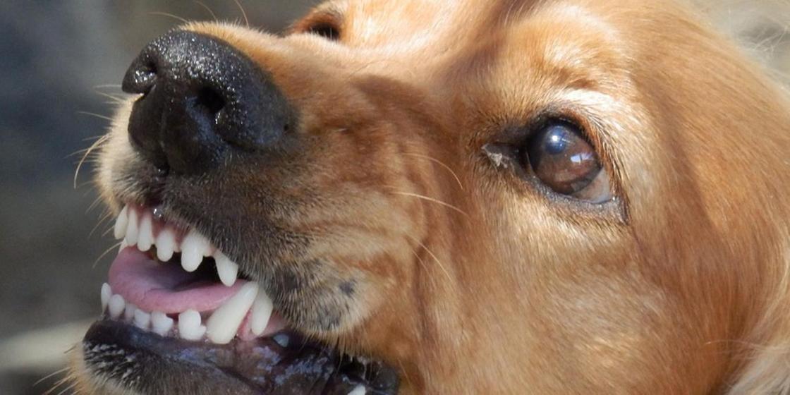 Девочку покусала больная бешенством бродячая собака в Шымкенте
