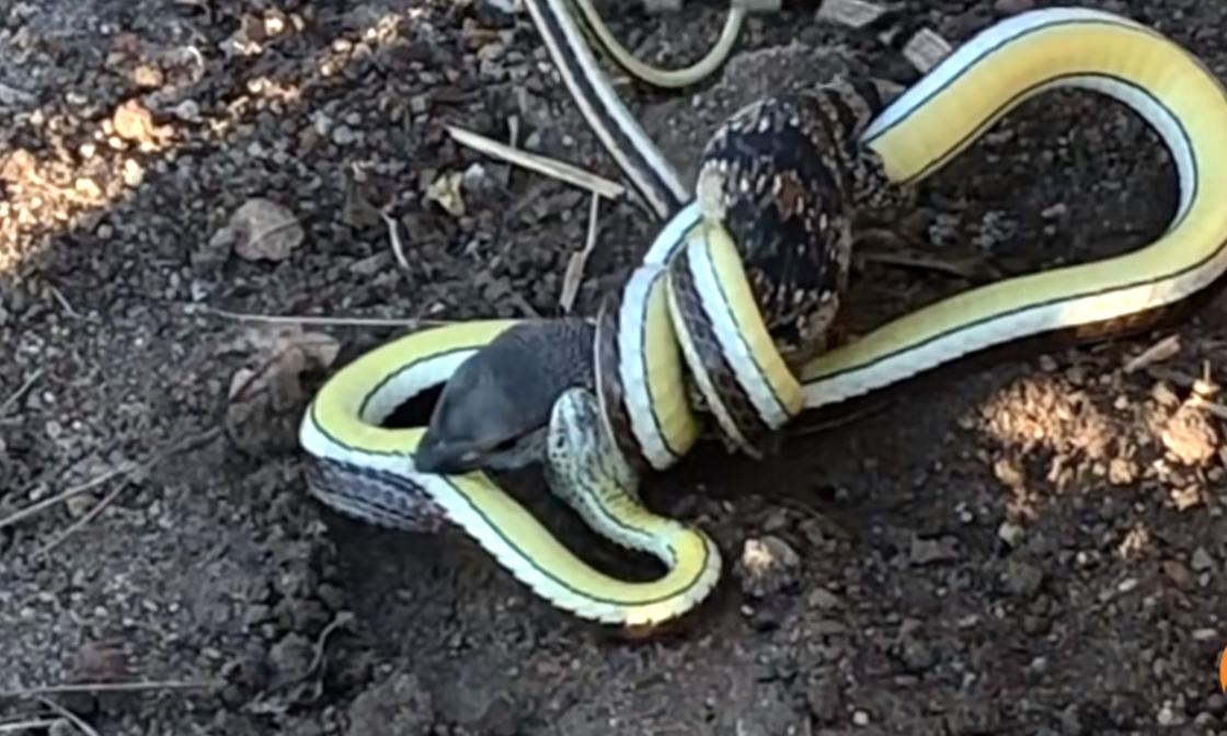 Смертельную схватку змеи и варана сняли на видео в ЮАР