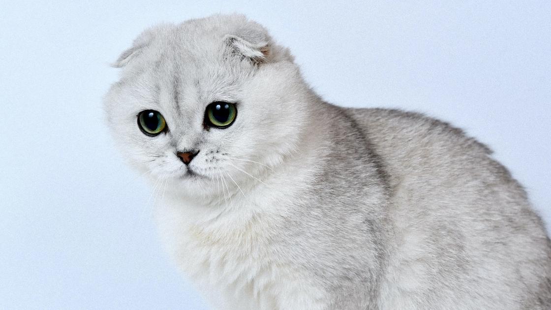Вислоухий кот серо-белого окраса с зелеными глазами сидит и печально смотрит