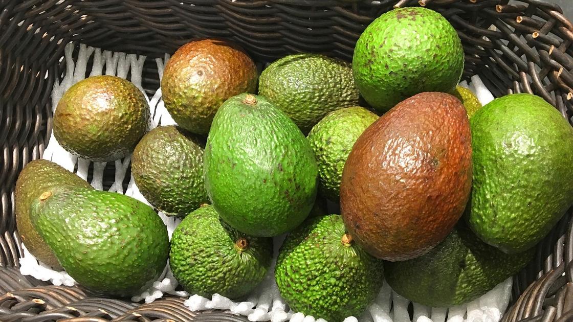 Плоды авокадо лежат насыпью в корзине