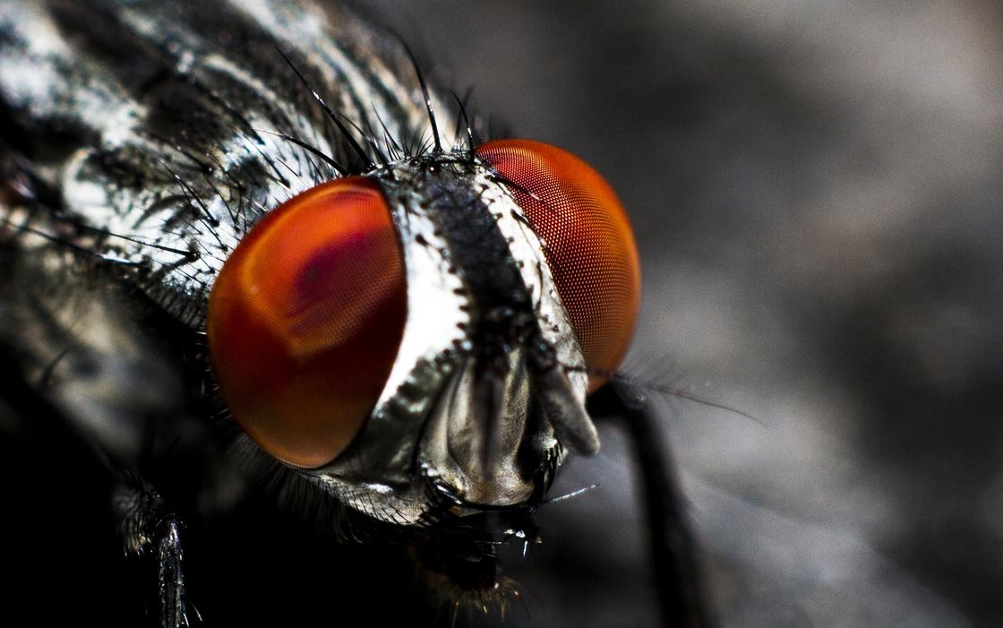 Биолог назвала опасность комнатных мух