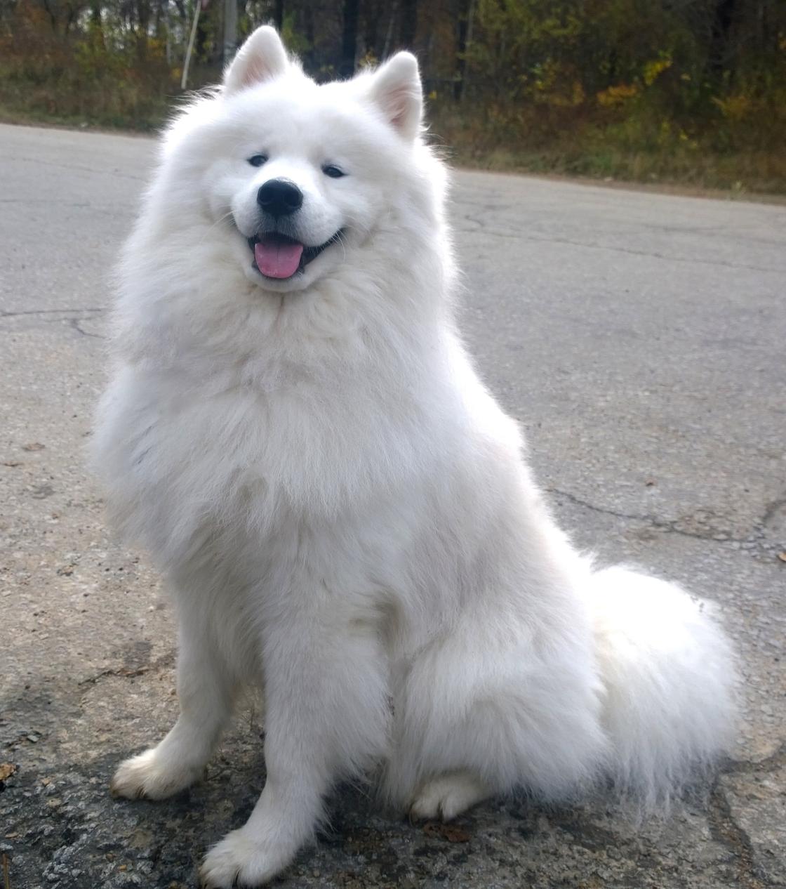 Белая собака