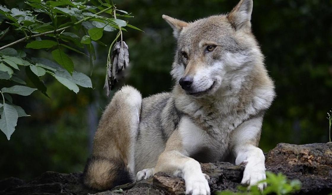Девятиметровую скульптуру волка за 74 млн тенге предлагают установить в Алматы