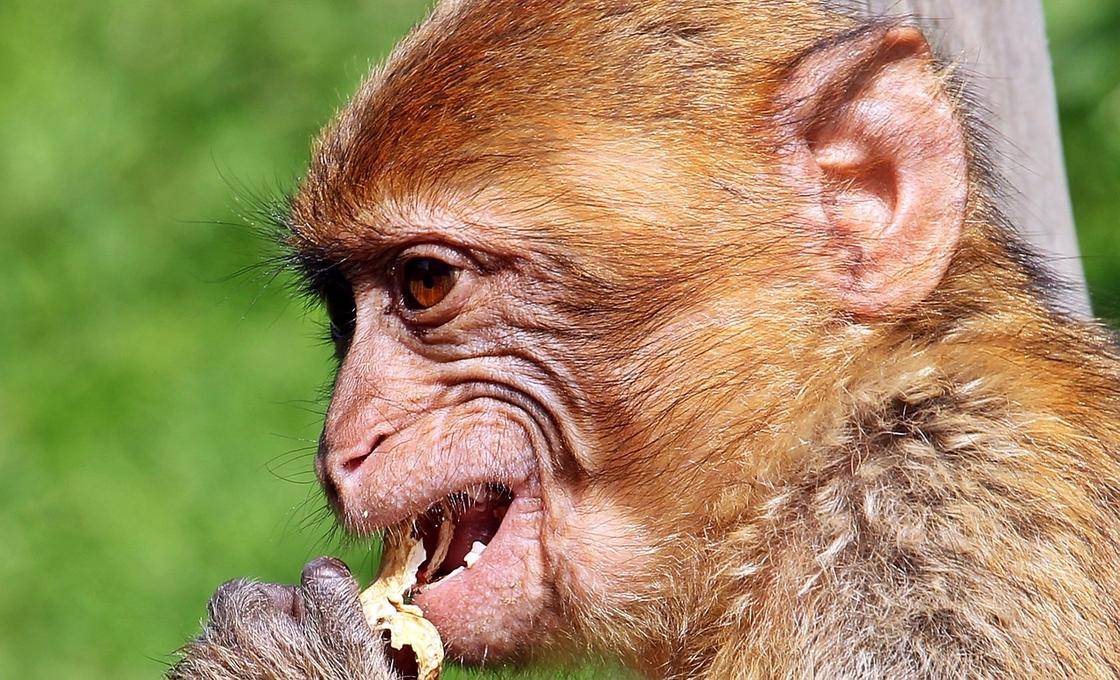 Дарвинов бугорок на ухе у обезьяны