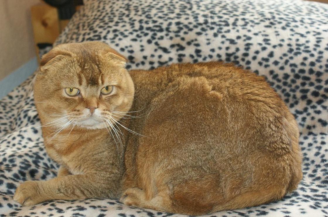 Шотландская вислоухая кошка: описание, характер, уход