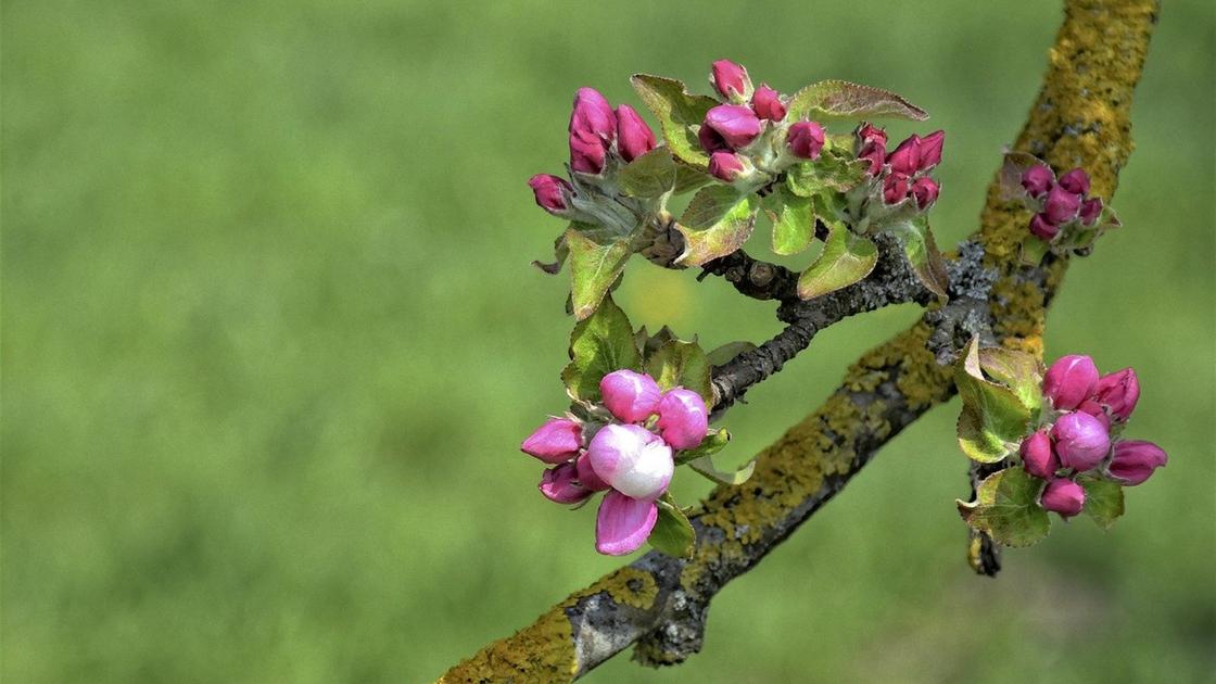 Ветка яблони с цветками и покрыта серым налетом
