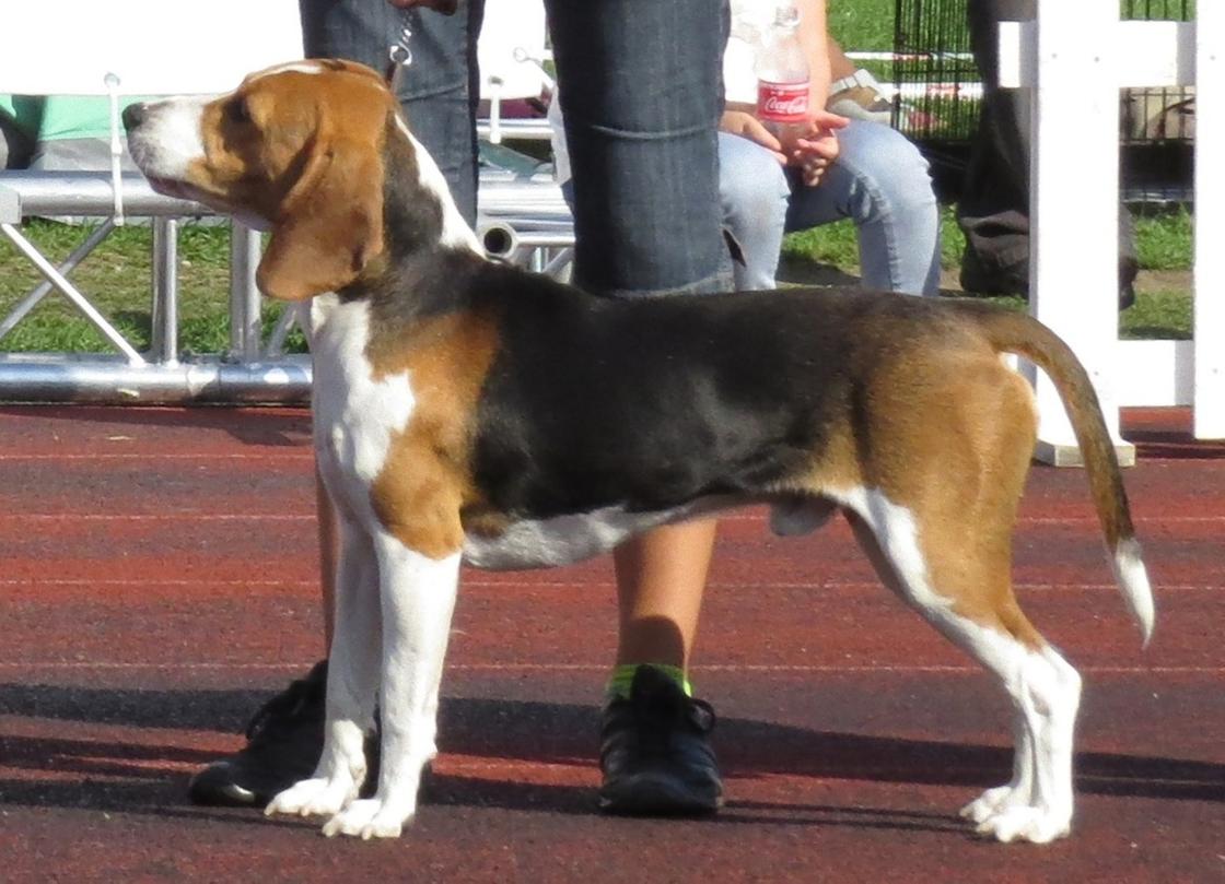 Собака с рыже-бело-черным окрасом, висячими ушами и опущенным тонким хвостом стоит возле хозяина. Он держит собаку на поводке