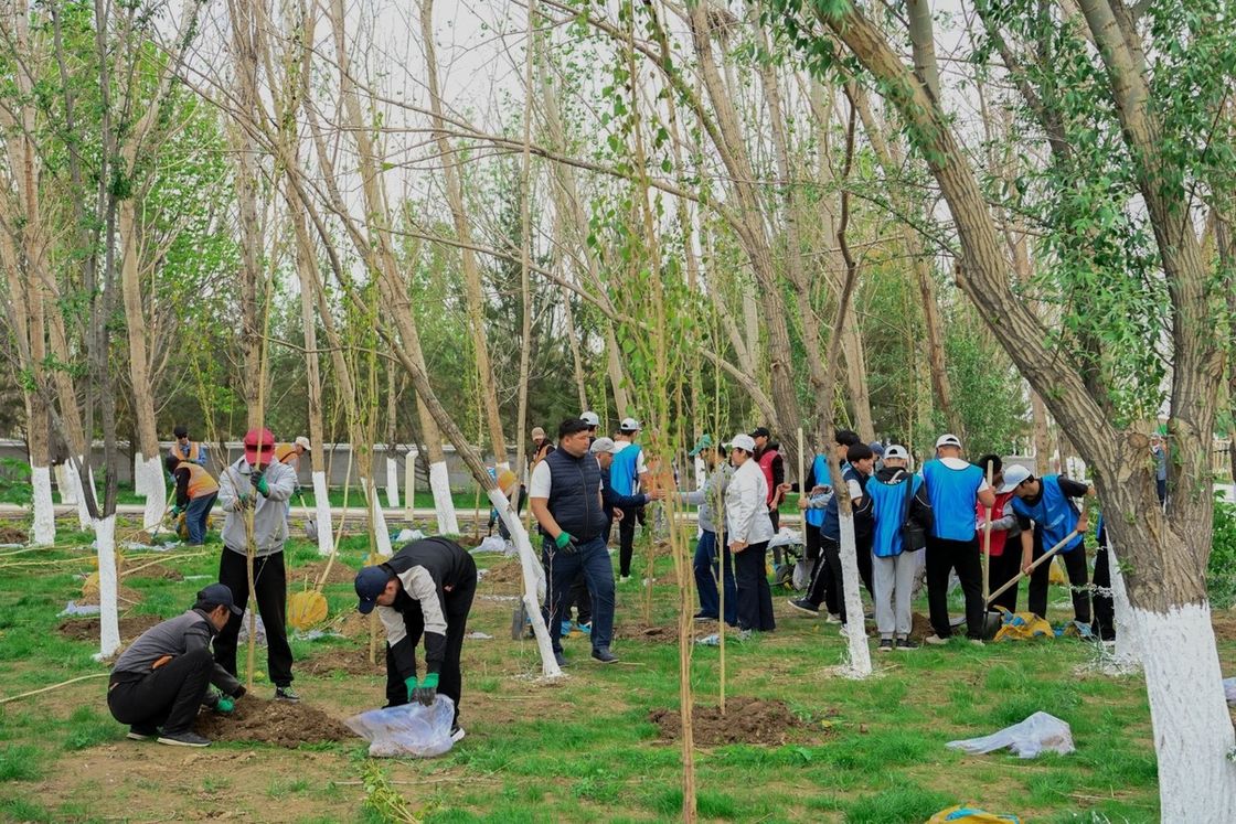 Қызылорда облысында 12000 тал егілді