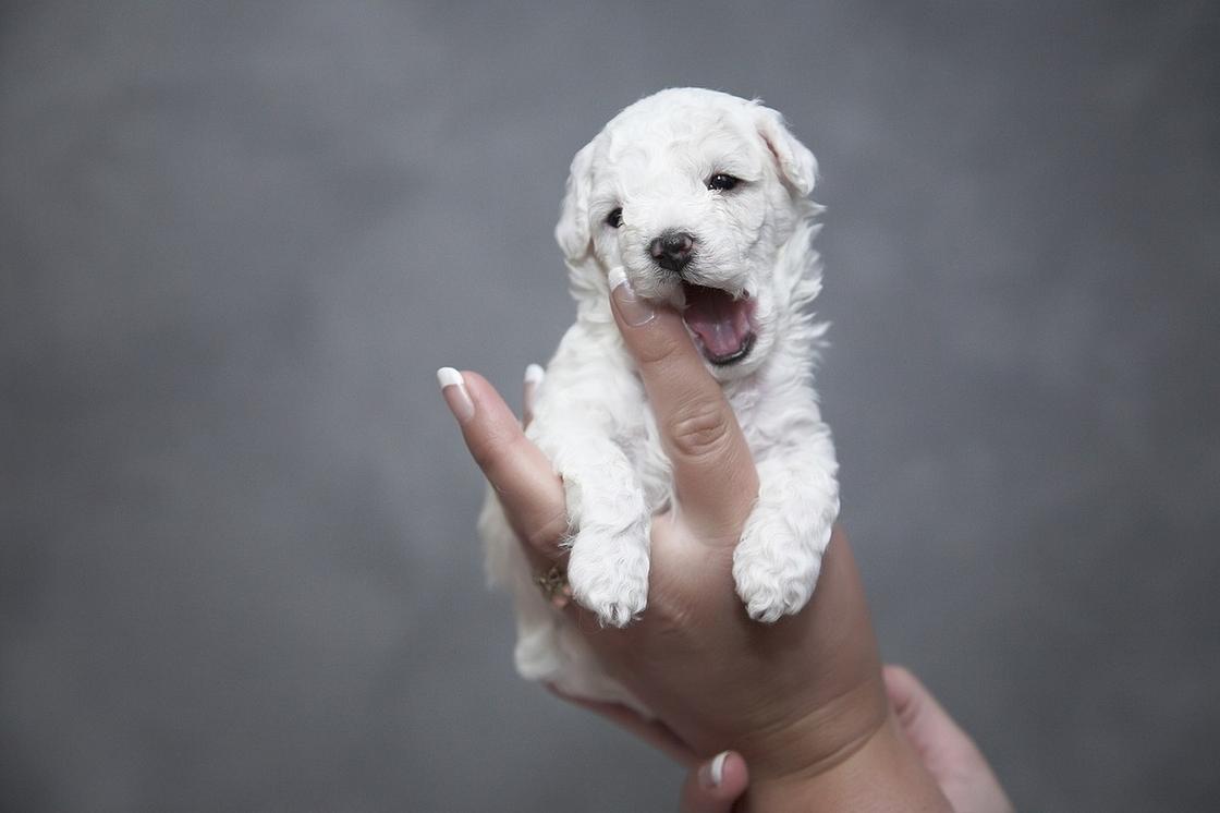 Белого щенка держат в руках