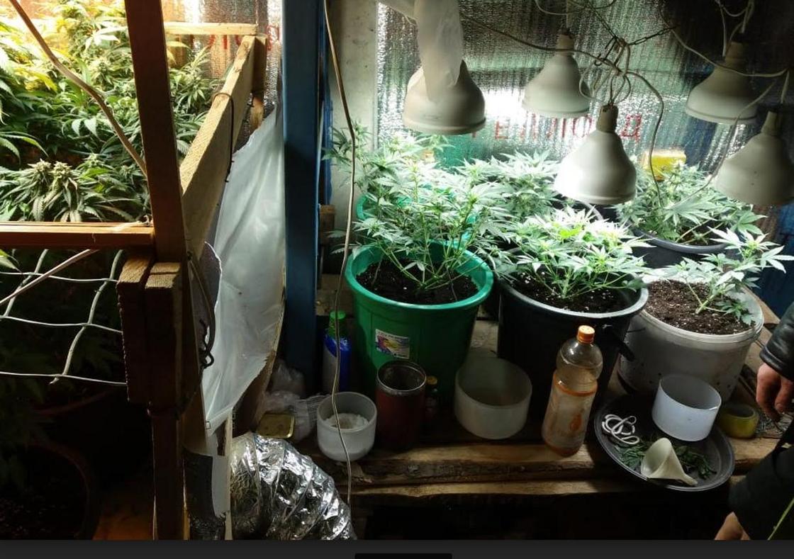 Житель Уральска выращивал марихуану в подвалах жилых домов (фото)