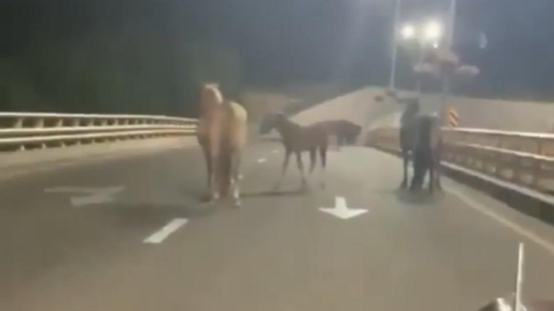 Лошадей сняли на видео на ВОАД в Алматы