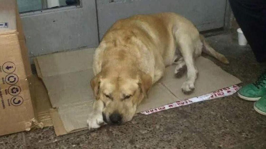Пес уже неделю ждет умершего хозяина у дверей больницы (фото) Пес уже неделю ждет умершего хозяина у дверей больницы (фото)