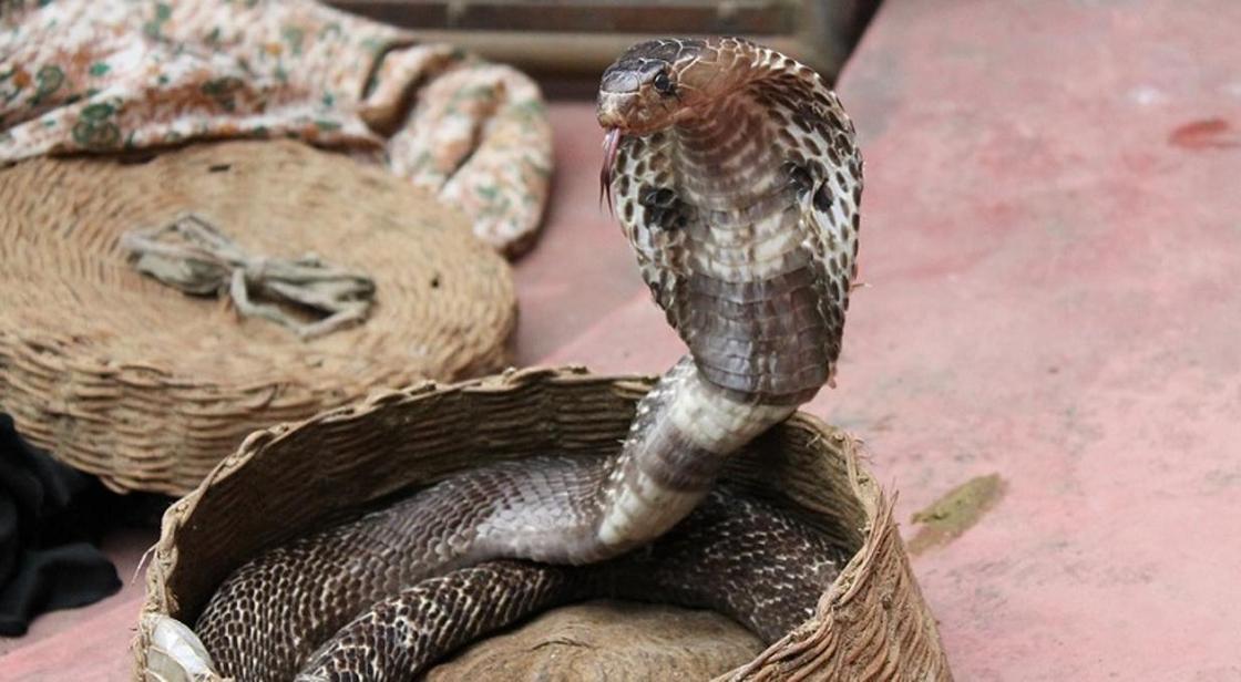 Плюющаяся кобра спряталась в унитазе и подстерегла 5-летнюю девочку (видео)