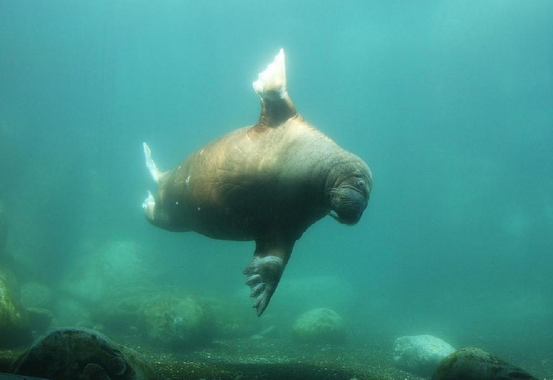 Животное плавает под водой