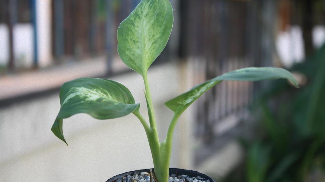 Растение с зелеными листьями в горшке
