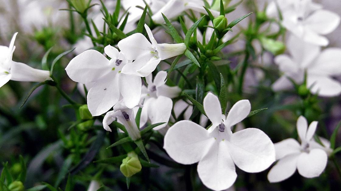 Цветки белой лобелии