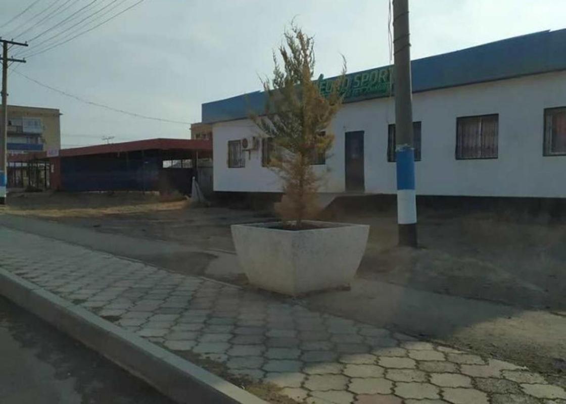 "Не засохли, а поменяли цвет": акимат о фото деревьев в Атырауской области