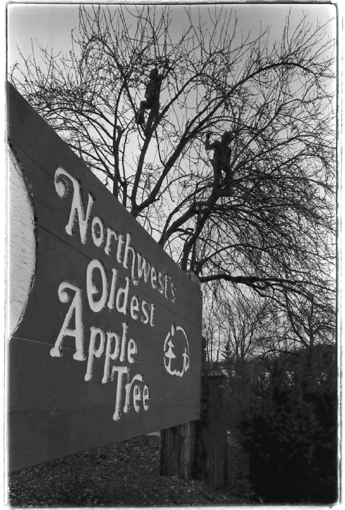 Вывеска старой яблони