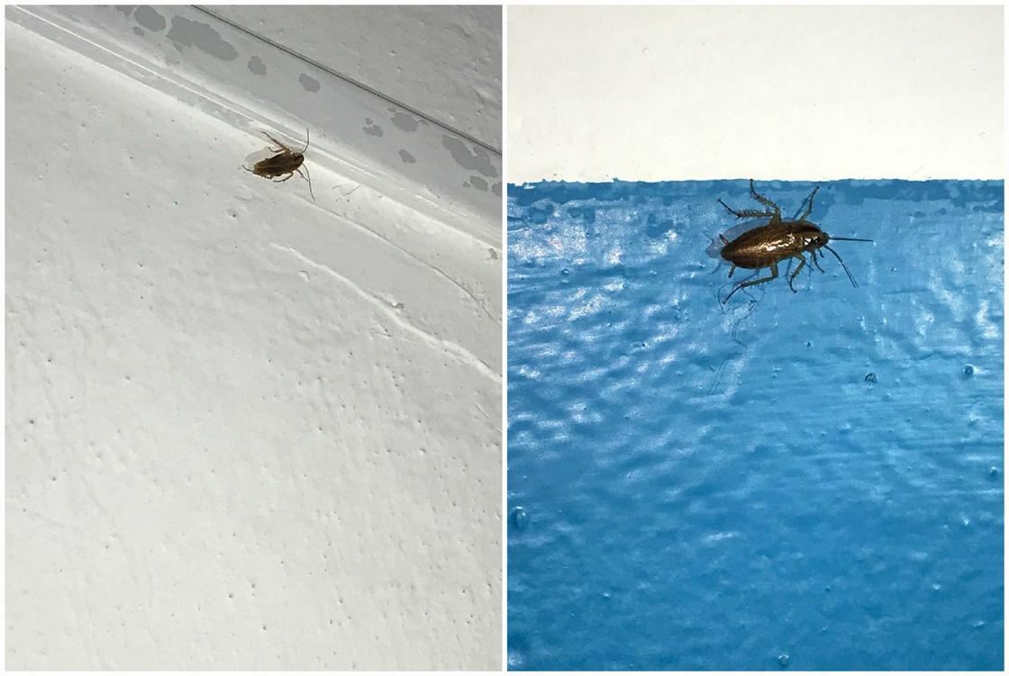 Тараканы на стенах в Караганде