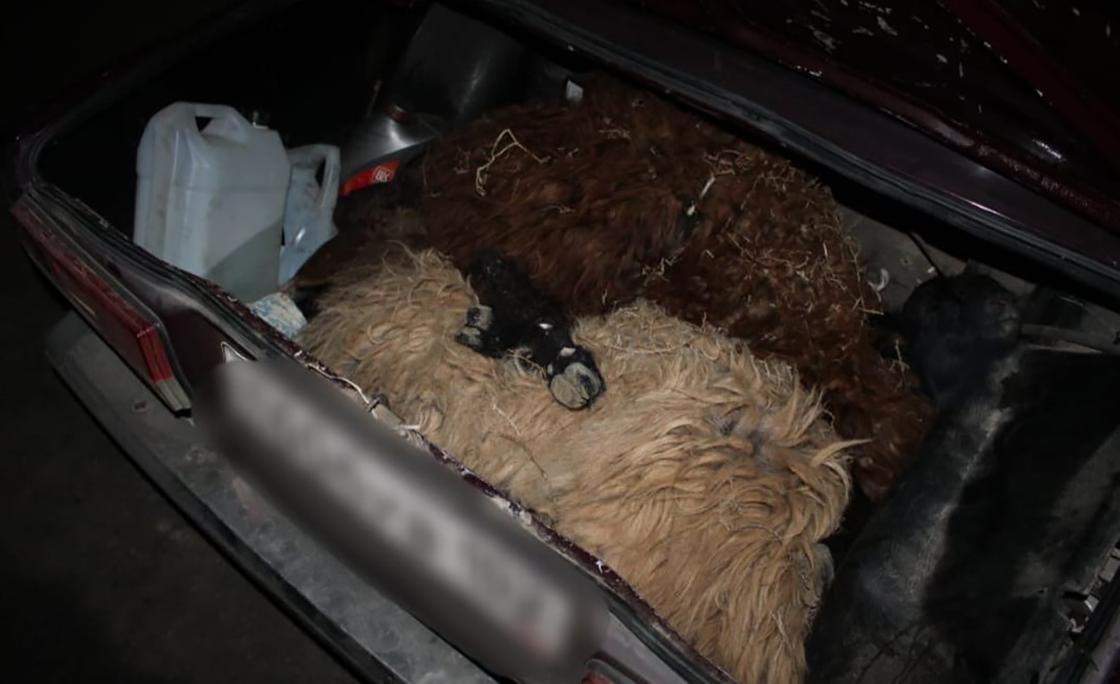Овцы в багажнике авто