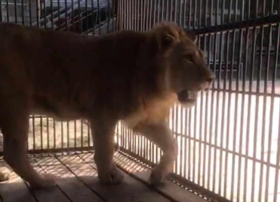 В алматинском зоопарке рассказали, как живется льву Симбе на новом месте (видео)