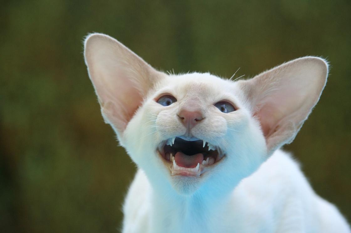 Белый кот с большими ушами