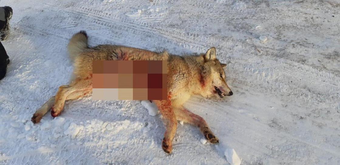 Волка, забредшего в поселок, застрелили в Павлодарской области