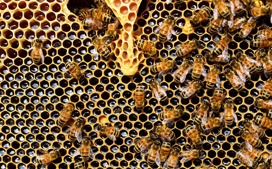 Пчелы на карантине: казахстанские пасечники и фермеры могут остаться без урожая