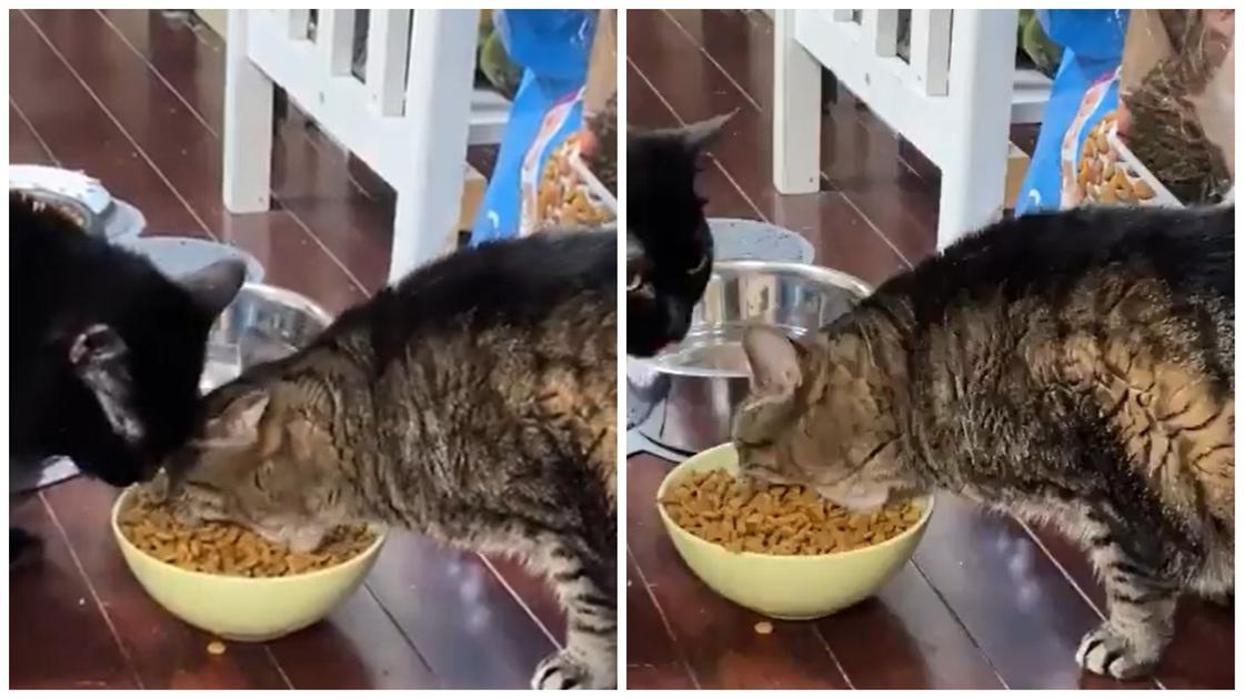 Кот настолько жадно поедал своей корм, что стал новым "героем" Интернета (видео)