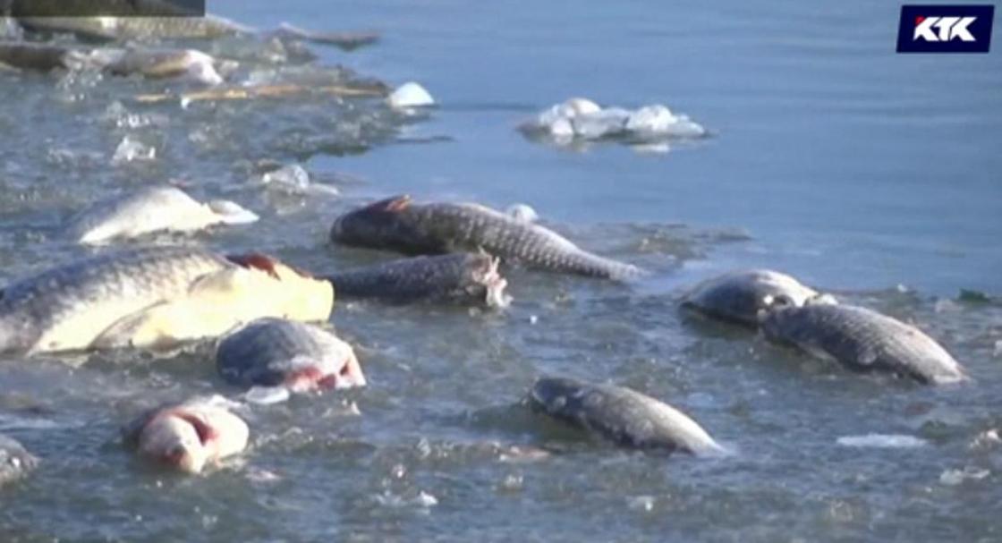 Мертвая рыба всплыла на Урале после потепления