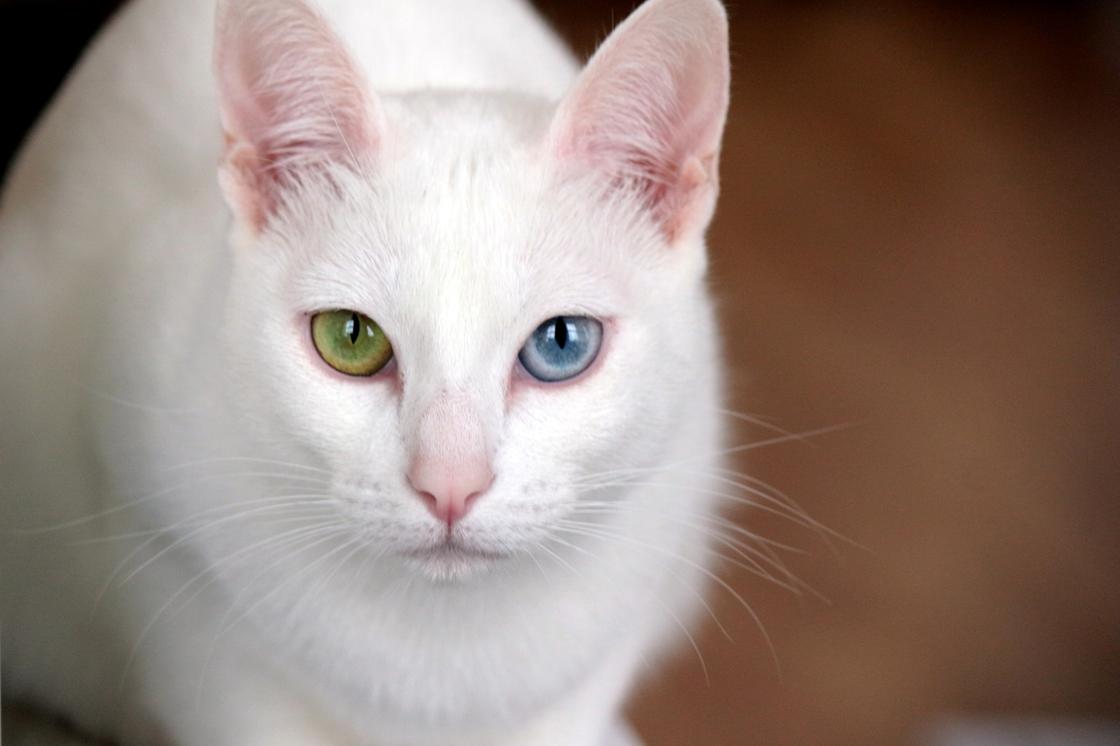 кот с разными глазами