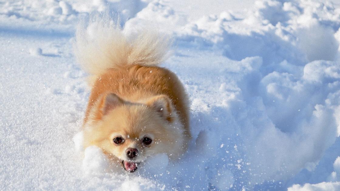 Маленькая пушистая собака с персиковой длинной шерстью бежит по глубокому снегу