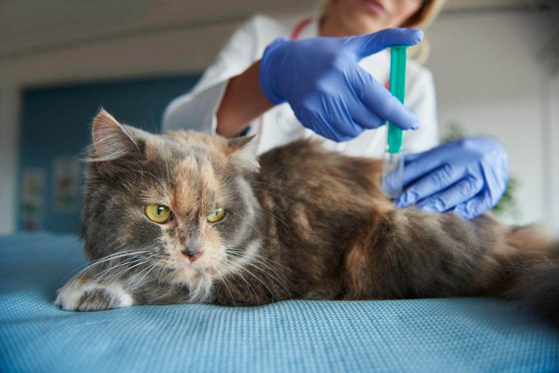 Ветеринар делает коту укол