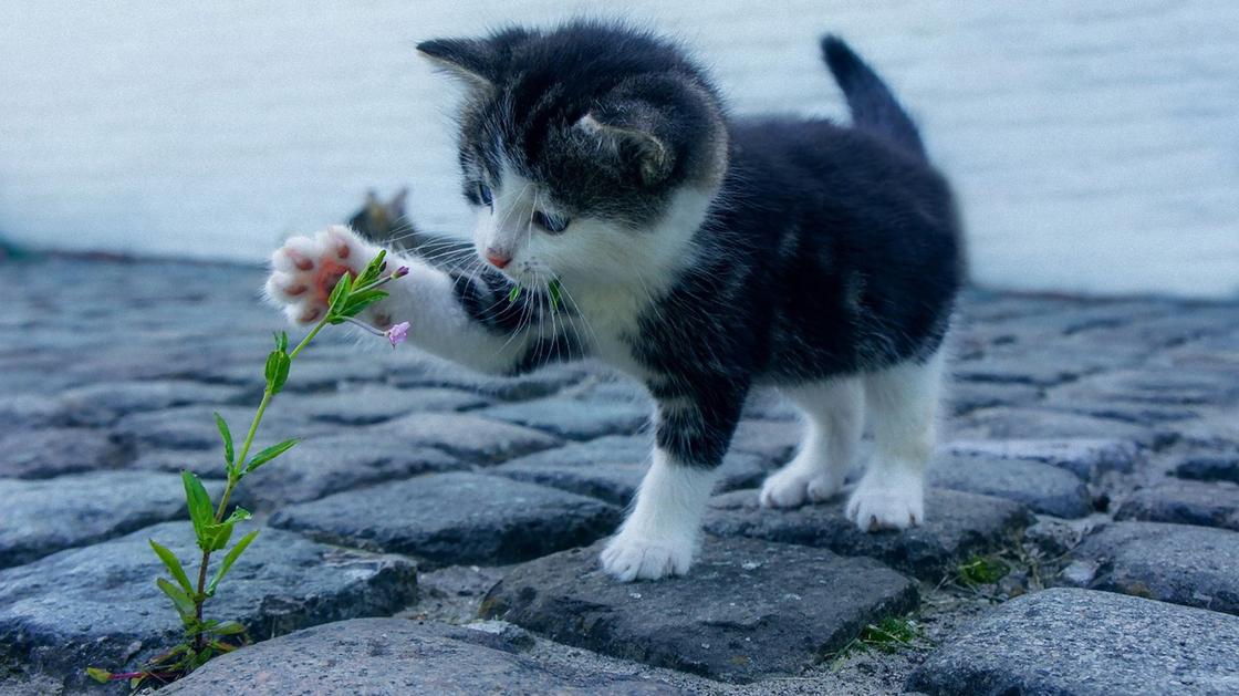 Маленький черный котенок с белыми лапами трогает лапкой цветок, который растет между булыжниками