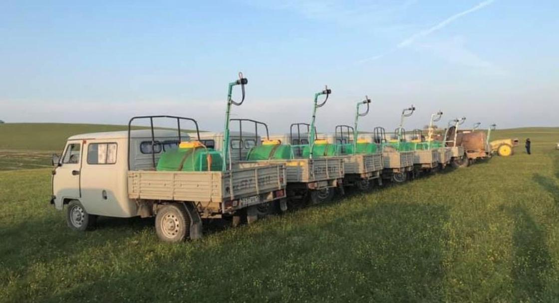 Обработка полей против саранчи начата в Туркестанской области