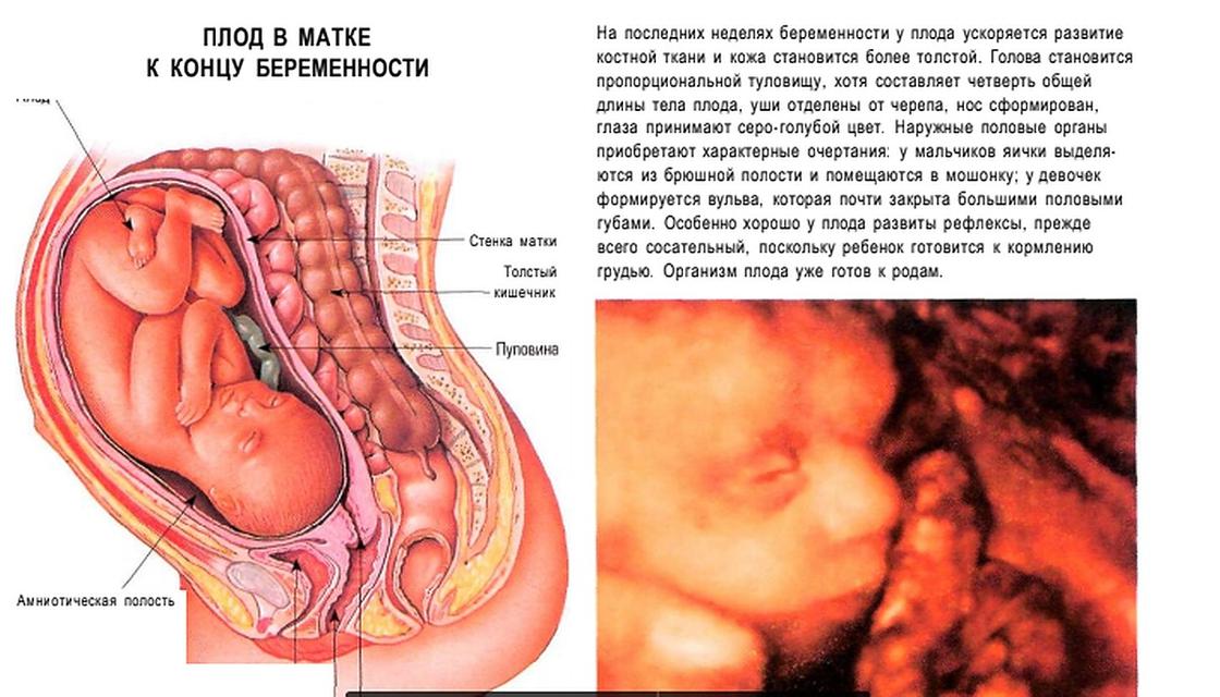 38 недель и 4 дня беременности тянет живот как при месячных