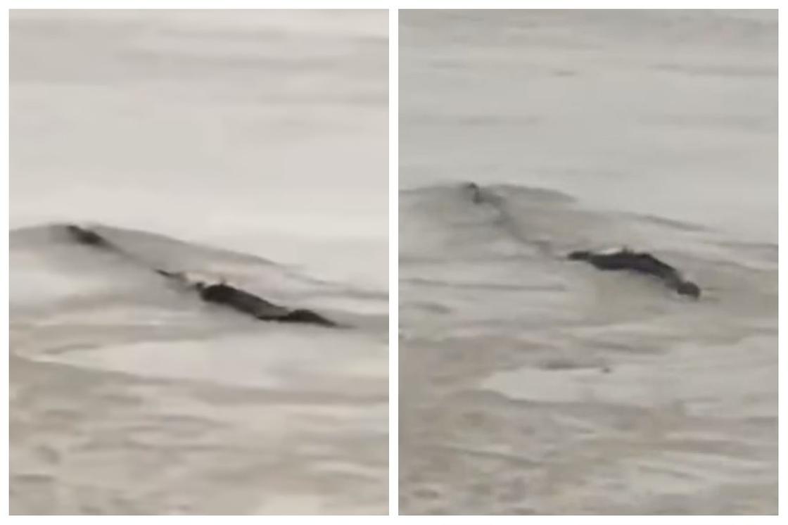 18-метрового "водяного монстра" обнаружили в Китае (видео)