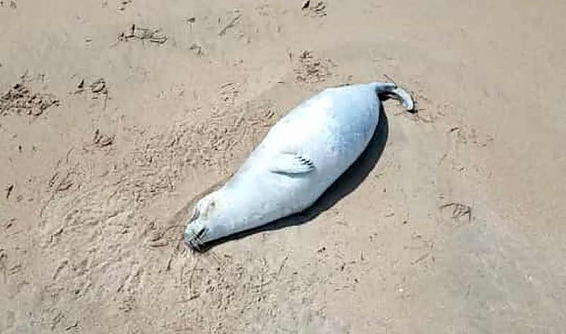 Мертвый тюлень лежит на песке