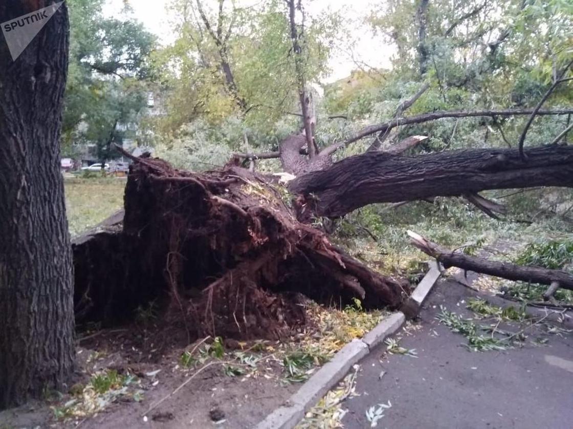 Сносил машины и валил деревья: как устраняют последствия урагана в СКО (фото, видео)