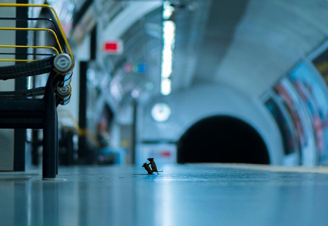 Бой мышей в лондонском метро получил главный приз публики