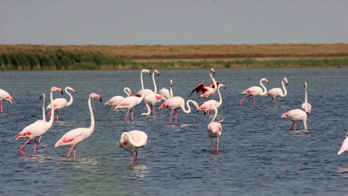 Коргалжынский заповедник: чем притягивает уникальное место розовых фламинго