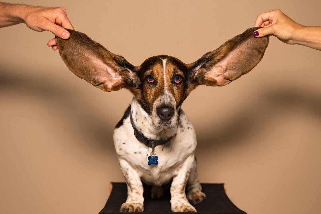 Собака с ушами