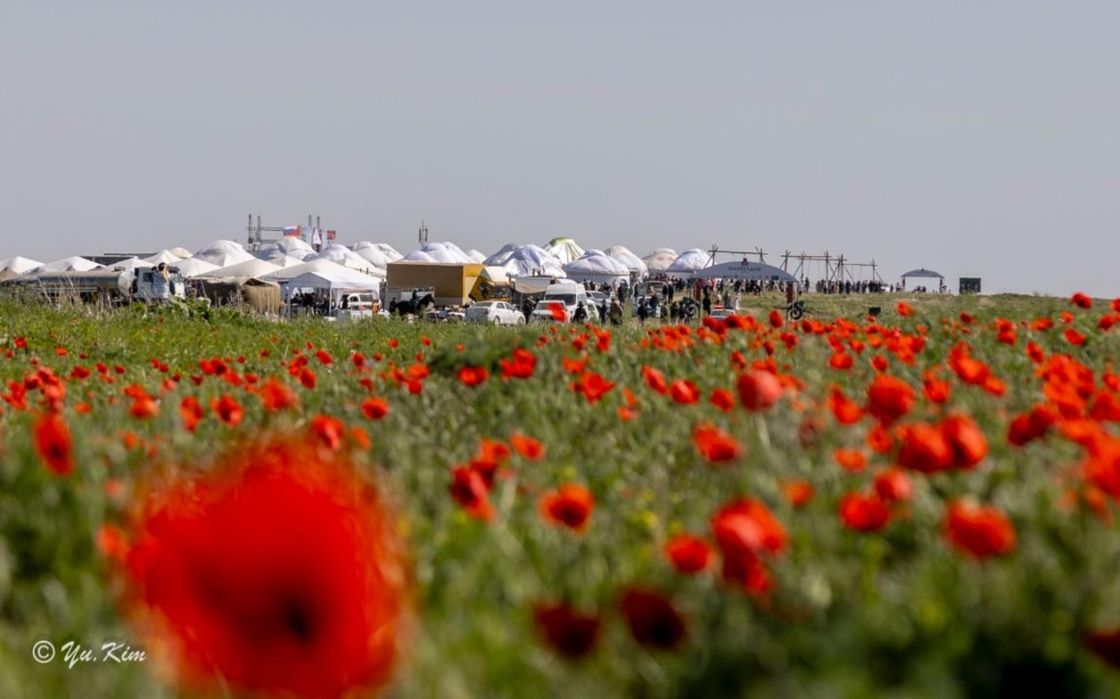 Фестиваль "Қызғалдақ мұра"