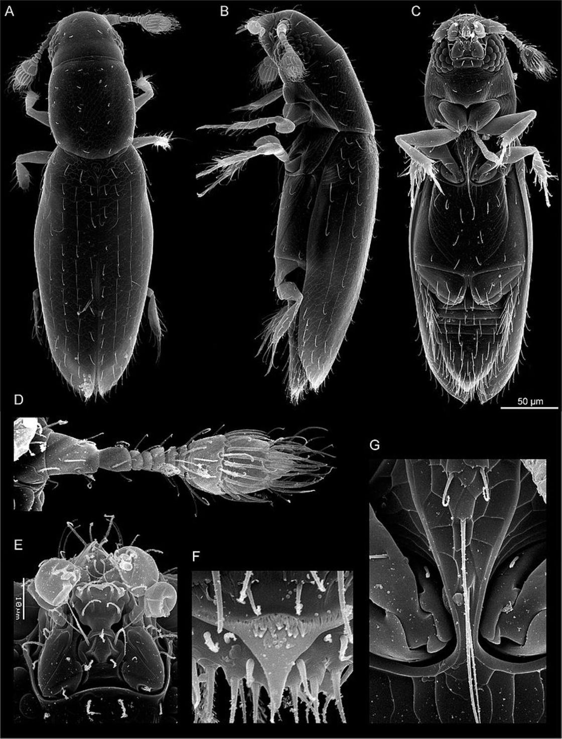 Жесткокрылое насекомое под микроскопом