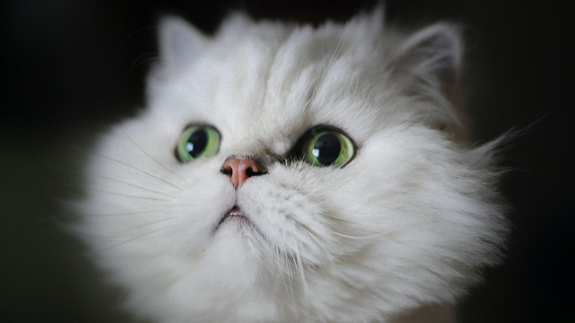 Белый пушистый котенок с зелеными глазами смотрит вверх