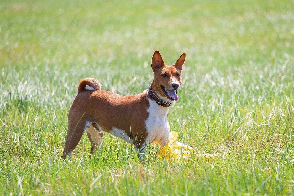 Рыжая собака с закрученным хвостом в ошейнике бегает на лужайке