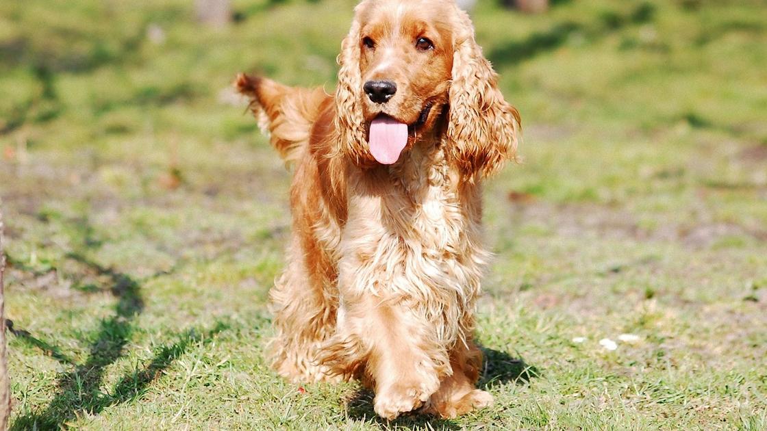 Рыжая собака с волнистой шерстью и длинными висячими ушами бежит по лужайке с травой