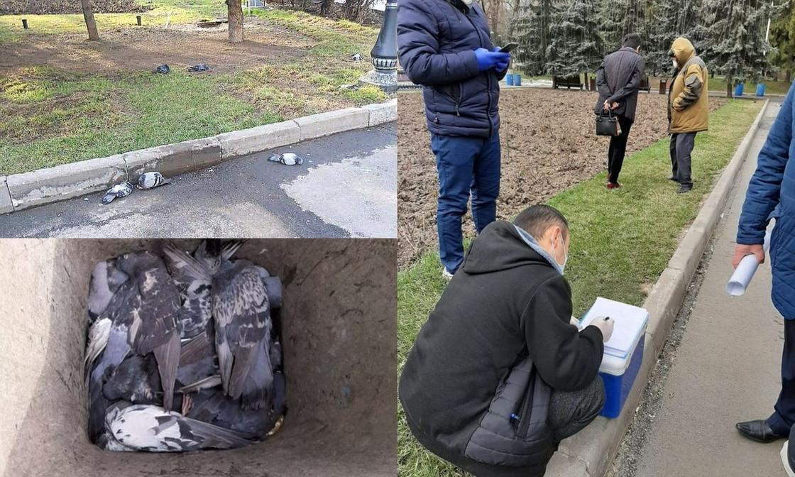 Умершие птицы в парке Алматы могли отравиться - их изучает экспертиза