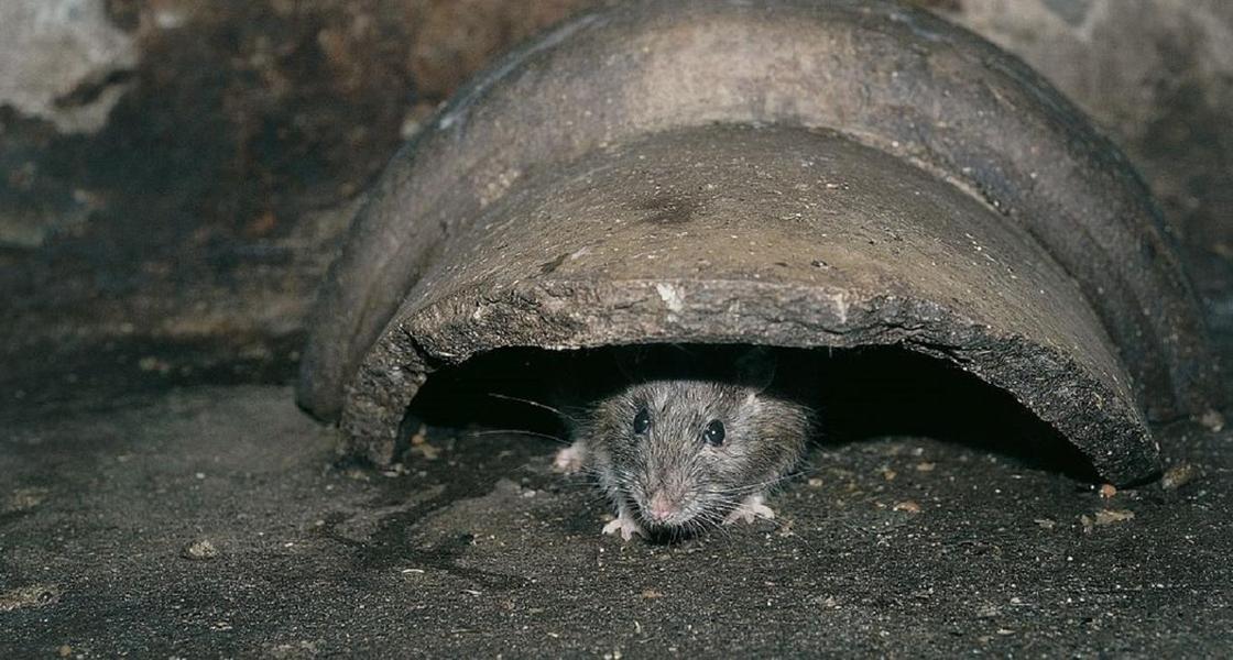 Крысы заполонили многоэтажный дом в Нур-Султане