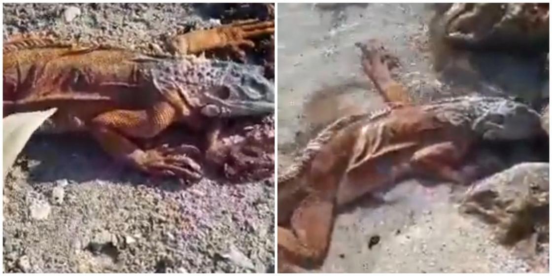 Экзотическое животное обнаружили на побережье Каспийского моря в Актау (видео)